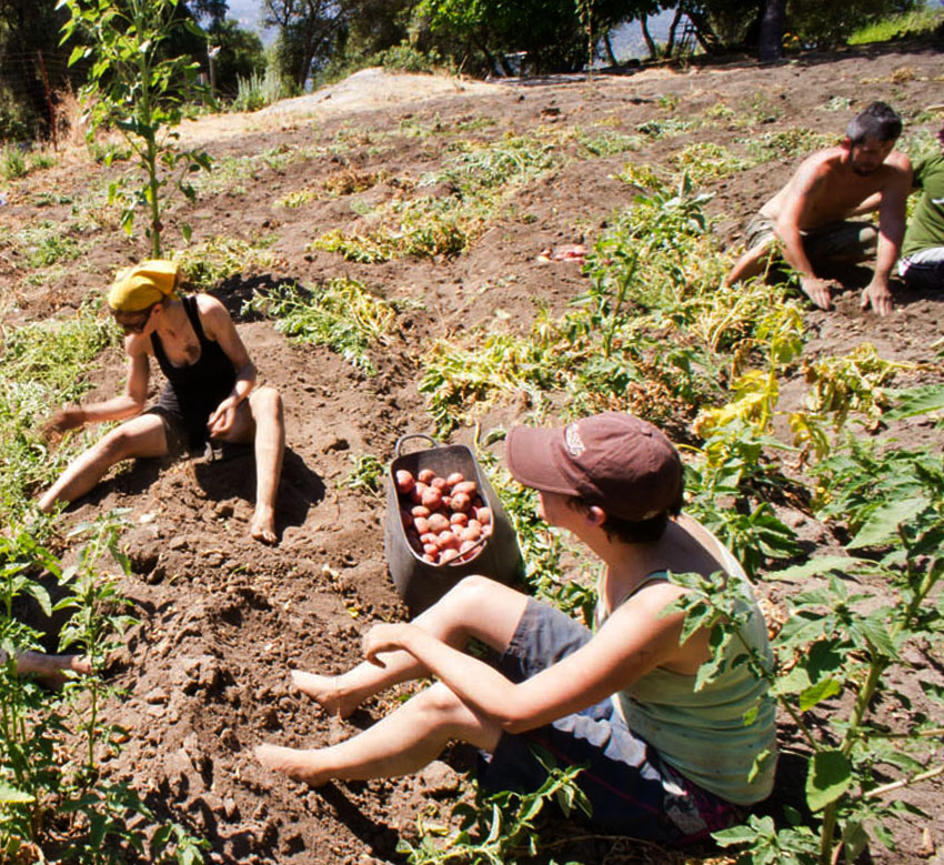 volunteer-in-the-farm